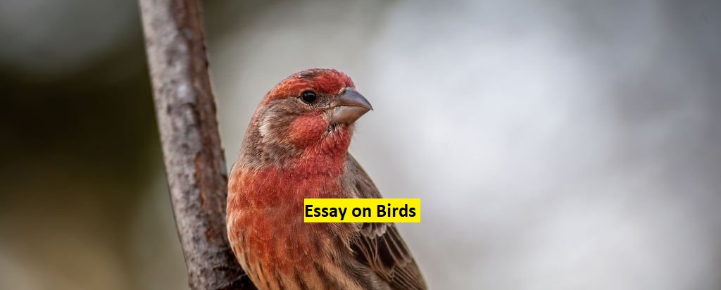 essay on birds